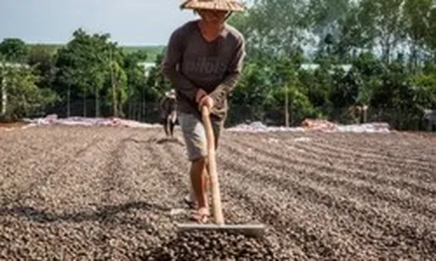 'Vàng treo trên cây' giúp Việt Nam xuất khẩu bỏ xa thế giới: Trung Quốc thừa nhận 'ăn đứt' hàng nội, thu về gần 3 tỷ USD từ đầu năm