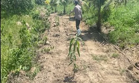 Rắc rối từ chuyện xin mở đường đi vào rẫy khai thác lâm sản