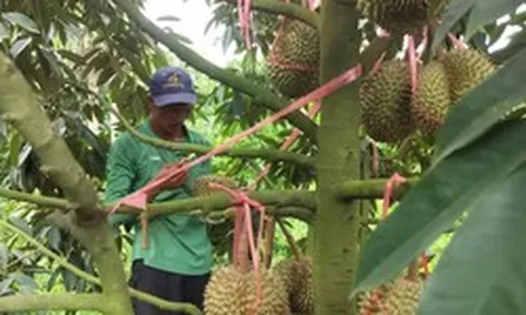 Tỉnh Đắk Lắk mở rộng vùng trồng sầu riêng đạt chuẩn xuất khẩu chính ngạch sang Trung Quốc