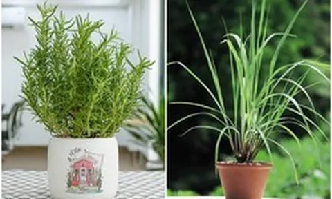 5 loại cây trồng trong nhà giúp đuổi muỗi hiệu quả