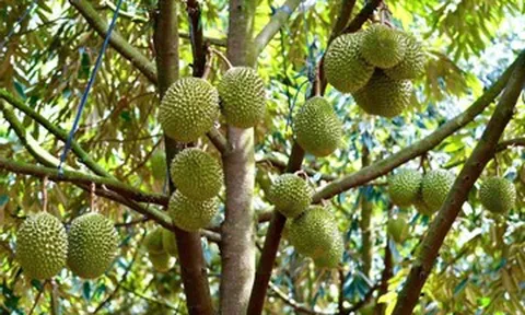 Xuất khẩu rau quả tăng tốc, sầu riêng hướng tới mốc 4 tỷ USD