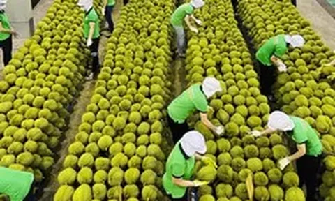 Ấn Độ mở cửa, sầu riêng Việt có cơ hội cán mốc 5 tỷ USD/năm
