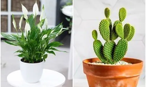 5 cây cảnh hút ẩm, khử mùi trong nhà hiệu quả