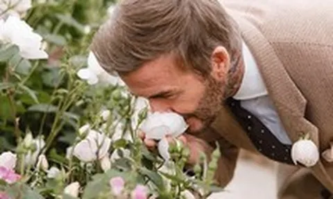 Tiểu thư Harper tự tay thiết kế bông hồng đặc biệt tặng bố, David Beckham liền mang bó hoa đi đăng kí thương hiệu mới "oách"
