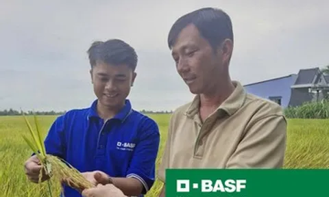 Giải pháp nâng chất lượng hạt lúa, đáp ứng yêu cầu gạo xuất khẩu