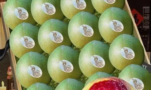 Loại quả xanh như ngọc thành 'cỗ máy in tiền', giúp cả huyện thu hàng nghìn tỷ