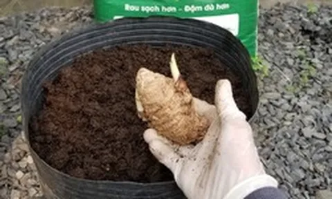 5 lý do nên trồng 1 chậu nghệ trong nhà