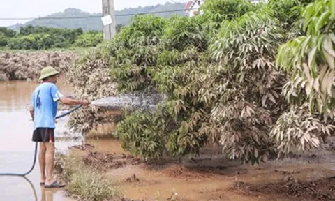 Sau 2 ngày chìm trong nước, vườn cây tiền tỷ ở Bắc Ninh xơ xác