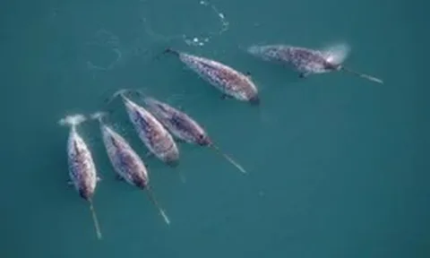 Kỳ lân biển 'đi làm thay' nhà khoa học, phát hiện điều bất ngờ dưới Greenland