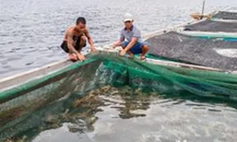 180.000 con tôm hùm giống nhập lậu: Vì sao cứ phải tiêu hủy mà không thả về biển?