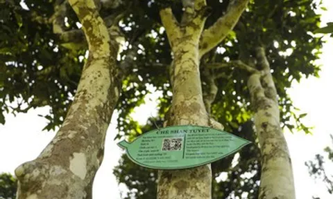 740 cây chè cổ thụ giữa biển mây Thái Nguyên: Kho báu 'hái ra tiền' vùng cao