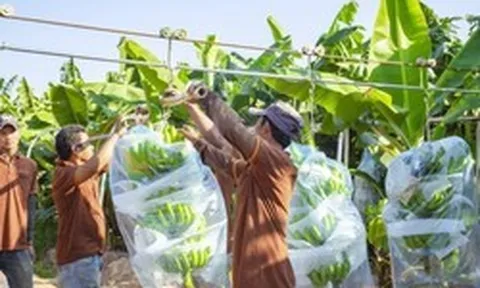 Loại quả trồng nhiều ở Việt Nam giúp Campuchia 'hái ra tiền': 95% lượng xuất khẩu đổ về một thị trường