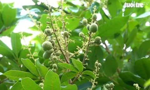 Cuộc thi Lan tỏa năng lượng tích cực 2026: Khi nhà vườn biến giống nhãn lạ thành cơ hội mới