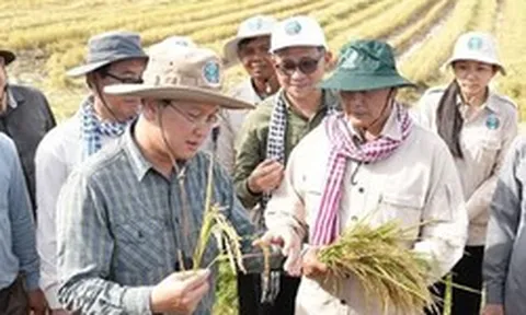Một đối thủ của gạo Việt Nam, Thái Lan liên tiếp đón tin vui, đang sở hữu giống lúa nhận danh hiệu ngon nhất thế giới 7 lần liên tiếp