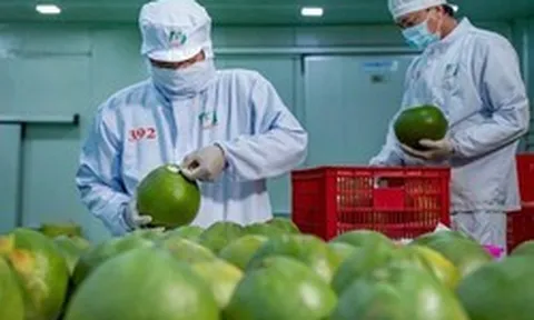 Bức tranh nhiều điểm sáng của xuất khẩu nông sản