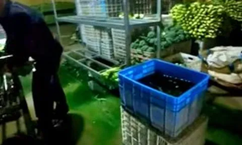 Sau cải thảo ngâm formaldehyde, Trung Quốc phát hiện rau diếp ngồng nhuộm màu
