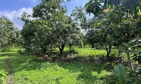 Mua thêm 300m2 đất vườn liền kề 360m2 đất thổ cư từ 11 năm trước nhưng chỉ có giấy viết tay, làm sao để được cấp sổ đỏ?
