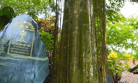 Phát huy di sản “cây trầm tổ” hơn 500 năm tuổi được bảo vệ như báu vật ở Hà Tĩnh