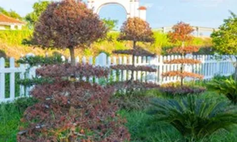 Cây cảnh chết khô, lá đỏ quạch ở di tích Hiền Lương - Bến Hải
