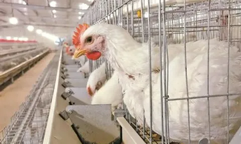 Hé lộ bí mật đằng sau loại gà Trung Quốc 35-45 ngày đạt 2,5kg, giá ‘rẻ như cho’