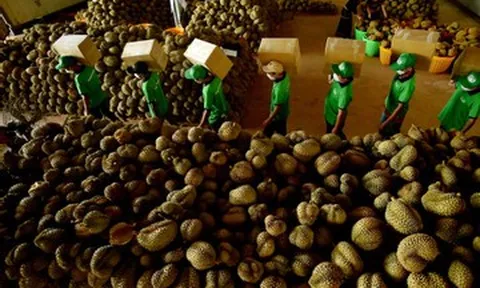 Giá sầu riêng tăng mạnh lên hơn 90.000 đồng/kg, vì sao nông dân vẫn chưa vui?