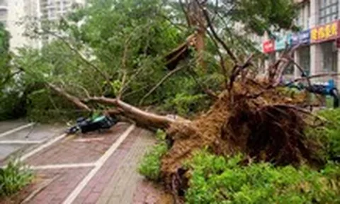 Cây đổ gây chết người: Các nước xác định trách nhiệm đơn vị quản lý ra sao?