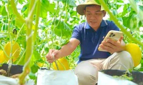 Thanh niên 9X trồng dưa lưới công nghệ cao ở Đồng Tháp, được bao tiêu toàn bộ sản phẩm