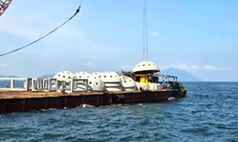 Thả rạn nhân tạo xuống biển bằng khoản tiền bồi thường của Formosa