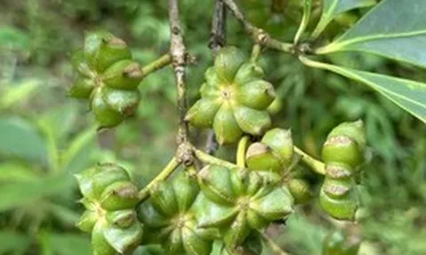 Việt Nam có một loại ‘vàng thơm’ được Mỹ và châu Âu đua nhau săn đón: Vừa thu về gần 40 triệu USD, chỉ rất ít quốc gia sở hữu