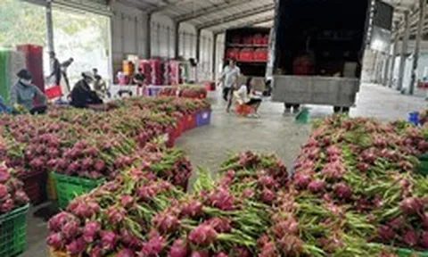 Thanh long rớt giá thảm, khi thị trường lớn không còn ‘gánh’ nguồn cung