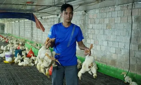 60.000 con gà, vịt chết sau lũ, chủ trang trại ở Thanh Hoá thiệt hại tới 10 tỷ đồng
