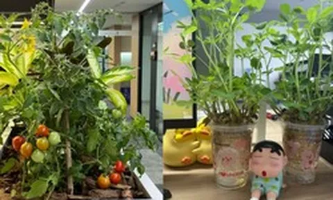Trồng trọt ở văn phòng chưa đã, hội “nông dân công sở” rủ nhau thuê 12m² đất ở ngoài thành, mỗi năm thu hoạch 100kg rau