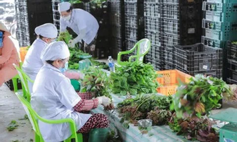 Giá rau xanh ở TPHCM tăng cao: 'Chúng tôi gần như không có rau để bán'
