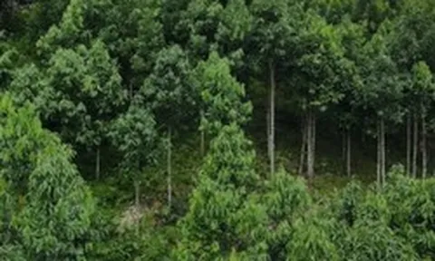 Loại cây gỗ quý giúp Việt Nam vượt Trung Quốc trở thành ông trùm thế giới: Từ vỏ đến lá đều hái ra tiền, Mỹ liên tục lùng mua