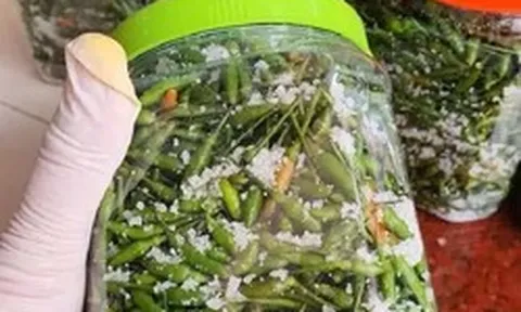 Ớt gió vùng cao có giá cao gấp nhiều lần ớt thường vì sao?