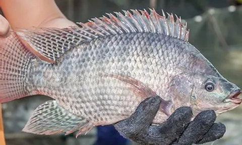 Brazil tăng mua loại cá giá rẻ của Việt Nam gấp 222 lần, Nhật Bản đưa vào sushi