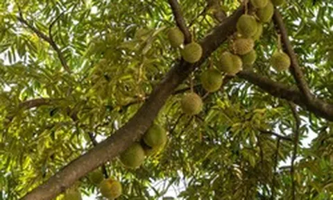 Không phải Thái Lan, một đối thủ của sầu riêng Việt Nam gặp khó chồng khó: Số cây ra hoa giảm 60%, vụ thu hoạch đứng trước nguy cơ chậm trễ