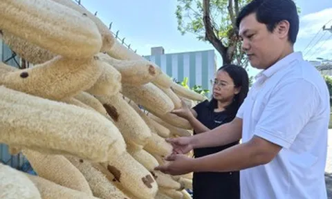 Từ đơn hàng 30 USD, vợ chồng Việt biến xơ mướp già thành hàng xuất khẩu