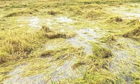 Phía sau chuyện làm 2 sào lúa 3 tháng, một nông dân Đắk Lắk lãi 35.000 đồng