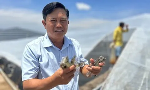 Bí quyết ‘trùm mùng’ nuôi tôm công nghệ cao, nông dân miền Tây lãi 40 tỷ/năm