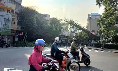 Cây si của một tòa nhà bật gốc chắn ngang đường Đinh Tiên Hoàng - Võ Thị Sáu, TP.HCM