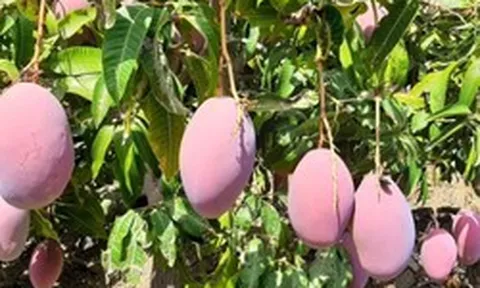Không phải sầu riêng, Thái Lan lo mất trắng một loại trái cây do lũ lụt: Cây mới cần 4-5 năm mới cho quả, Việt Nam đang sở hữu hơn 100.000 ha
