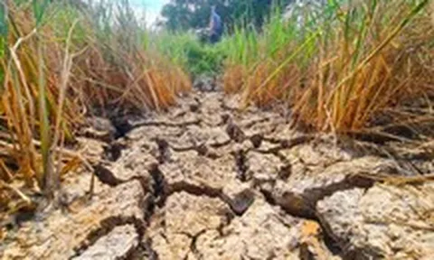 El Nino có thể vượt mốc lịch sử, 85.800ha lúa miền Tây đối mặt hạn mặn