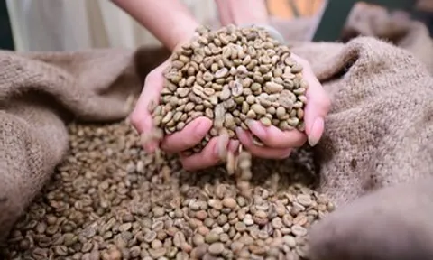 Cứ 5 hạt Robusta có 2 hạt từ Việt Nam, cà phê Việt vẫn loay hoay xây thương hiệu
