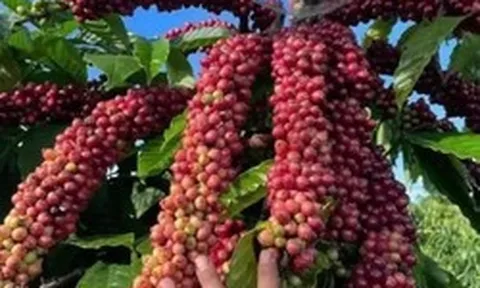 Giá cà phê trong nước giảm