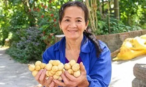Đặc sản tiến vua vào mùa thu hoạch, nông dân xứ Tiên bỏ túi bạc triệu