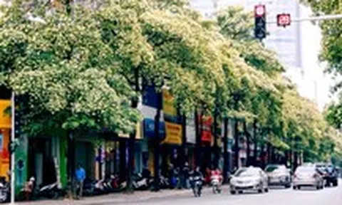 Hà Nội đề xuất phương án di dời một số cây hoa sữa tới vị trí phù hợp