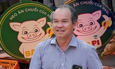 Đàn heo ăn chuối của bầu Đức giờ ra sao?