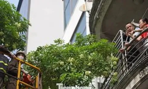 Hà Nội sẽ thay thế hoa sữa phố Nguyễn Du bằng cây sao đen