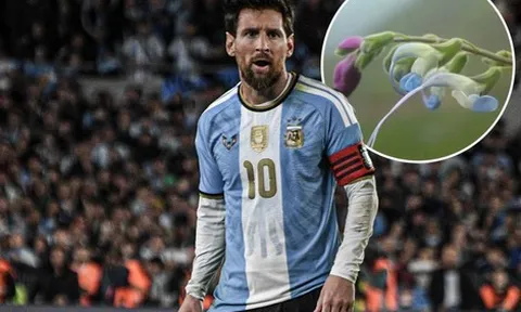 Xuất hiện bông hoa Messi trên thế giới